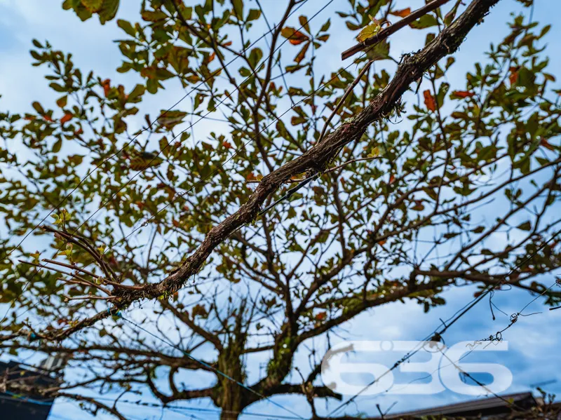Descubra a casa dos seus sonhos em um dos mais ele