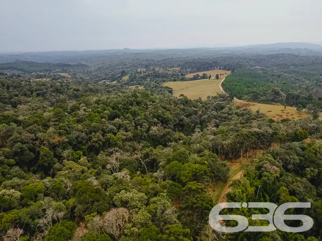 AMPLO SÍTIO COM 30.000m² EM CAMPO ALEGRE

Descubra