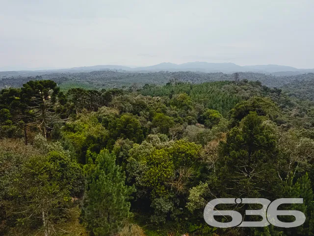 AMPLO SÍTIO COM 30.000m² EM CAMPO ALEGRE

Descubra