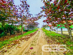Terreno - Ervino - São Francisco do Sul
